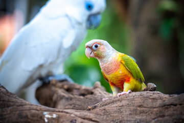 Portrait colorful pretty pineapple conure parrot bird. This is a bird that is domesticated and raised in the home as a friend