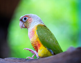 Portrait colorful pretty pineapple conure parrot bird. This is a bird that is domesticated and raised in the home as a friend