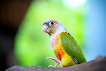 Portrait colorful pretty pineapple conure parrot bird. This is a bird that is domesticated and raised in the home as a friend