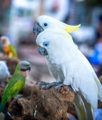 Portrait Yellow crested cockatoo a medium sized cockatoo with white plumage, bluish white bare...