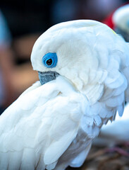 Portrait Yellow crested cockatoo a medium sized cockatoo with white plumage, bluish white bare orbital skin, grey feet, a black bill, and a retractile yellow or orange crest