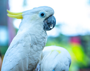 Portrait Yellow crested cockatoo a medium sized cockatoo with white plumage, bluish white bare...