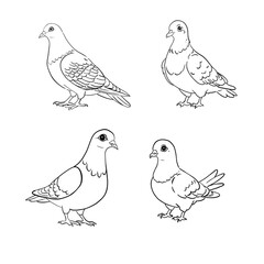 4 pictures of pigeons without color
