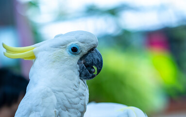 Portrait Yellow crested cockatoo a medium sized cockatoo with white plumage, bluish white bare...