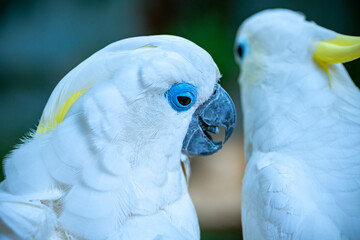 Portrait Yellow crested cockatoo a medium sized cockatoo with white plumage, bluish white bare...