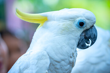 Portrait Yellow crested cockatoo a medium sized cockatoo with white plumage, bluish white bare...