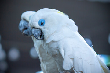 Portrait Yellow crested cockatoo a medium sized cockatoo with white plumage, bluish white bare orbital skin, grey feet, a black bill, and a retractile yellow or orange crest