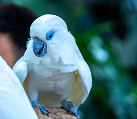 Portrait Yellow crested cockatoo a medium sized cockatoo with white plumage, bluish white bare...