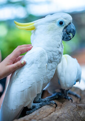Portrait Yellow crested cockatoo a medium sized cockatoo with white plumage, bluish white bare...