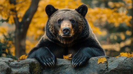 Fototapeta premium Wild Black Bear in the Western USA Wildlife Outdoors