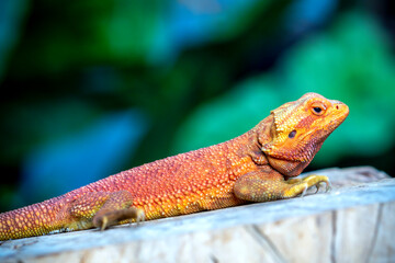 Bearded Dragon Hypo closeup on nature background, Bearded Dragon Red Hypo side view on wood
