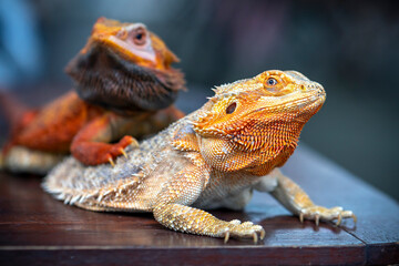 Bearded Dragon Hypo closeup on nature background, Bearded Dragon Red Hypo side view on wood