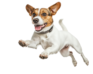 Happy dog jumping, on a white isolated background.