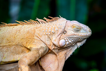 Common iguana reptile is resting on a tree in its habitat. The male iguana has a pronounced throat sac and crest. Large lizard