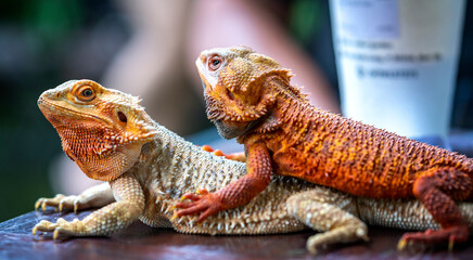 Bearded Dragon Hypo closeup on nature background, Bearded Dragon Red Hypo side view on wood