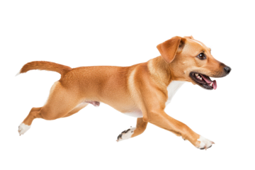 Happy dog running energetically on a white isolated background