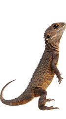 Obraz premium Bearded dragon lizard in profile on a white isolated background