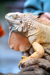 Common iguana reptile is resting on a tree in its habitat. The male iguana has a pronounced throat sac and crest. Large lizard