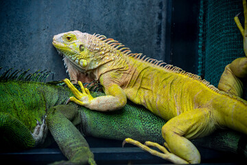 Common iguana reptile is resting on a tree in its habitat. The male iguana has a pronounced throat sac and crest. Large lizard