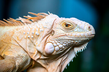 Common iguana reptile is resting on a tree in its habitat. The male iguana has a pronounced throat sac and crest. Large lizard