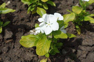 Bunch of white flowers of Catharanthus roseus in June