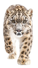 Fototapeta premium Snow leopard prowling forward, showcasing its striking fur and powerful presence.