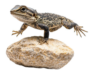 Obraz premium Lizard perched on a rock, isolated on a white background.