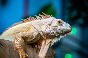 Common iguana reptile is resting on a tree in its habitat. The male iguana has a pronounced throat sac and crest. Large lizard