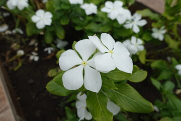 Close up of white flowers of Catharanthus roseus in August
