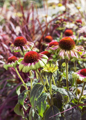 Echinacea is a genus of herbaceous flowering plants in the daisy family