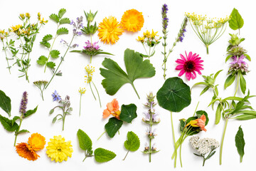 Herb leaf and flower selection for medicinal and culinary use