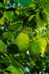 lemon tree in the greenhouse