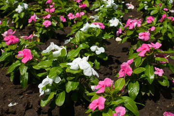 White and pink flowers of Catharanthus roseus in July