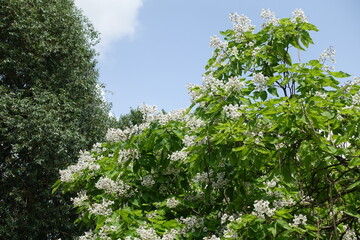 Incalculable white flowers of Catalpa bignonioides tree in June
