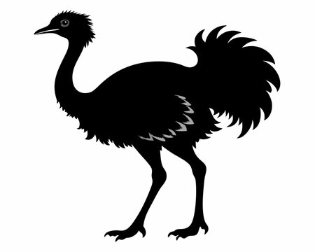 recommend clip art: ostrich vector illustration