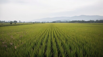 Large green rice field with green rice plants in rows. made with generative Ai	

