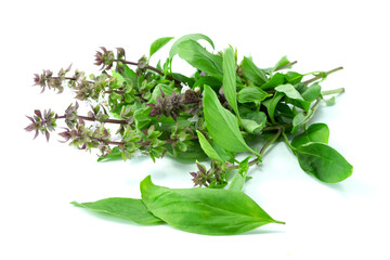 Group of Basil leaves and flowers with branch isolated on white background with clipping path 