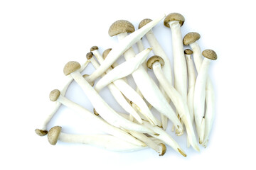 Group of fresh shimeji mushrooms isolated on white background top view flat lay stacking.