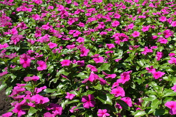 Fototapeta premium Abundance of vibrant pink flowers of Catharanthus roseus in July