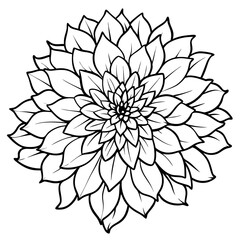 A Cluster of Blooming Chrysanthemums Vector Illustration for Your Floral Collection
