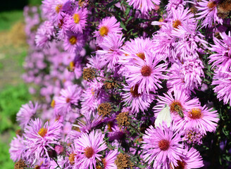 Obraz premium Beautiful blooming bushy aster flowers in garden flower bed with white butterfly and honey bee. The bushy aster or Symphyotrichum dumosum attract butterflies and bees.