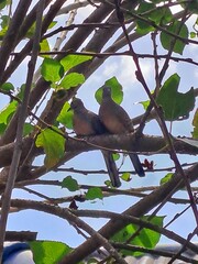 Lovebirds on the mulberry tree