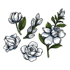 set of Gardenia flowers vector