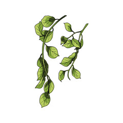 Ivy leaf vector in many color and texture