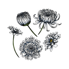 set of Krisan flowers in illustration