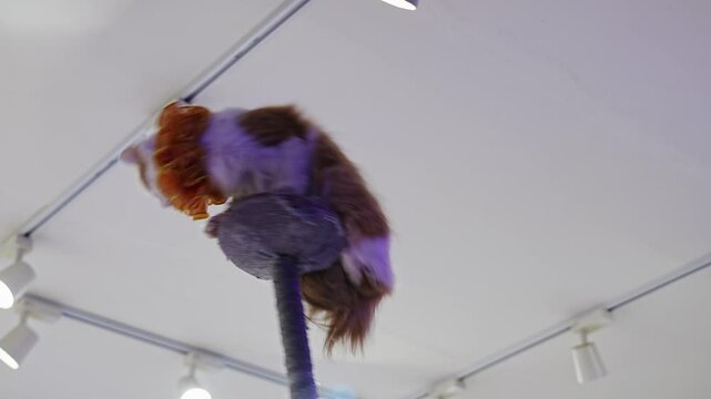 Cute trained cat in stage costume at a circus performance. performance with trained animals.