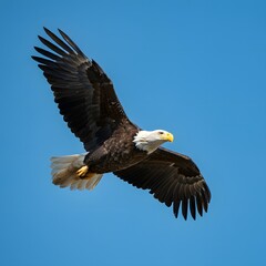 Fototapeta premium A photorealistic image of a bald eagle soaring through the sky, with its wings outstretched.