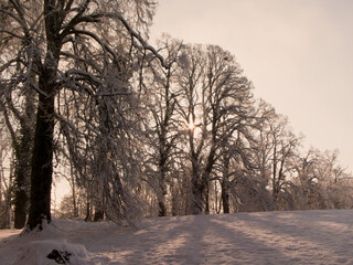winterliche Landschaft mit alten Bäumen und Schnee am Abend