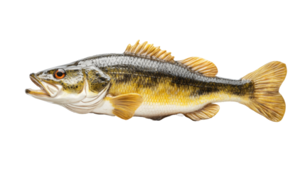 Isolated Largemouth Bass fish on transparent background