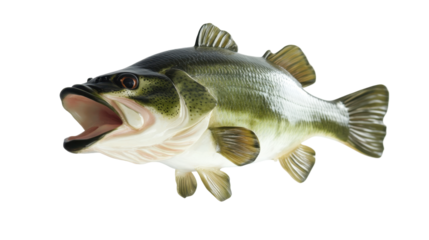 High-resolution Largemouth Bass PNG isolated on a transparent background, perfect for fishing websites